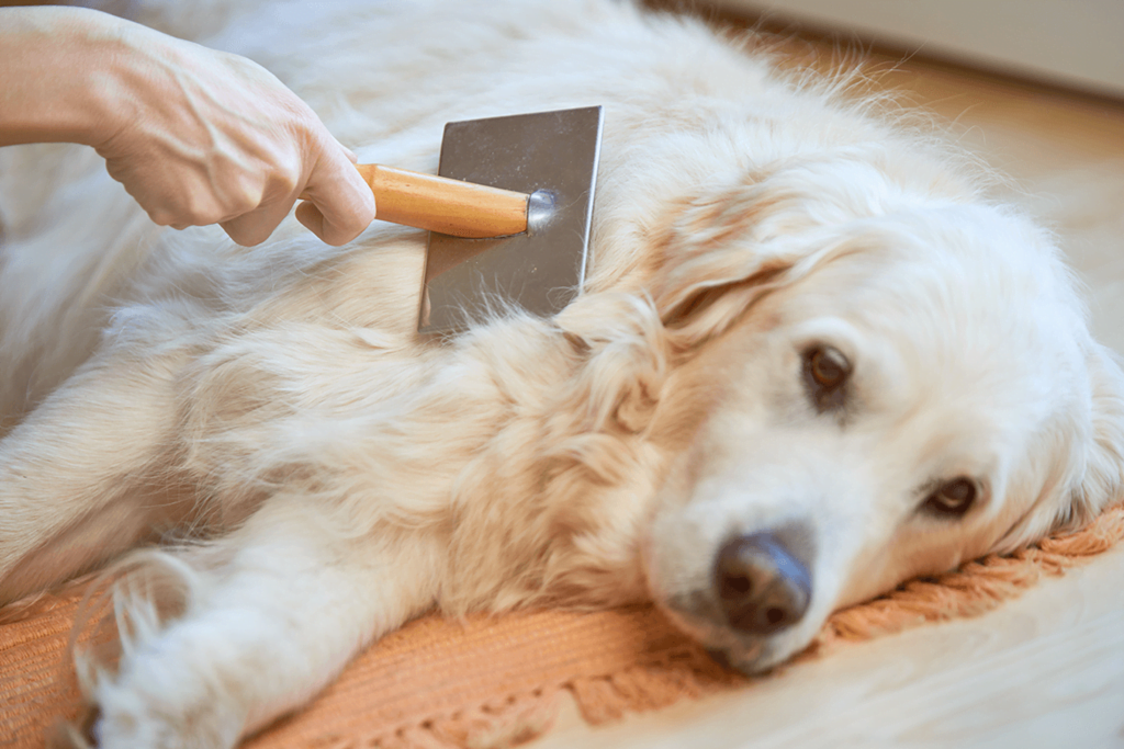 Köpek Tüy Dökümü Neden Olur?