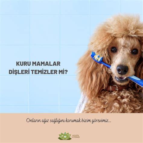 Köpekler İçin Doğal Sağlık Çözümleri