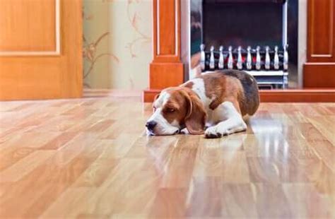 Köpekler İçin Mevsimsel Sağlık Tehlikeleri