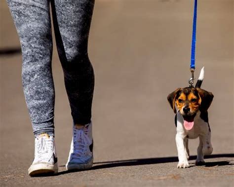 Köpekler İçin Yaşam Kalitesini Artırma Yolları