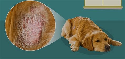 Köpeklerde Alerjiler ve Deri Hastalıkları Tedavileri
