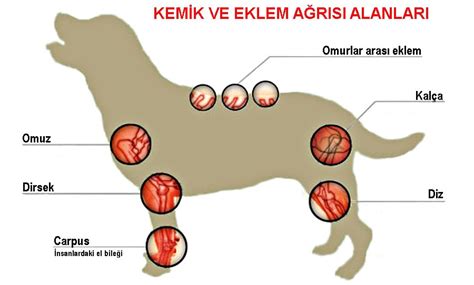 Köpeklerde Kas ve Eklem Sağlığı