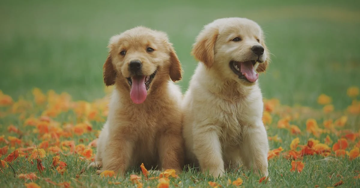 Türkiye'de Köpek Irkları