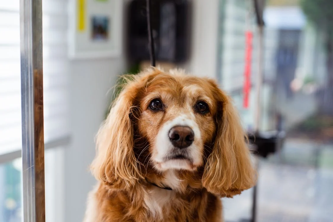 Köpeğinizin Beslenmesi İçin Doğru Yolu Bulma