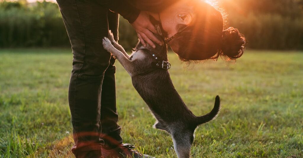 Köpeğinizin Sağlık Kontrollerini Yaptırma