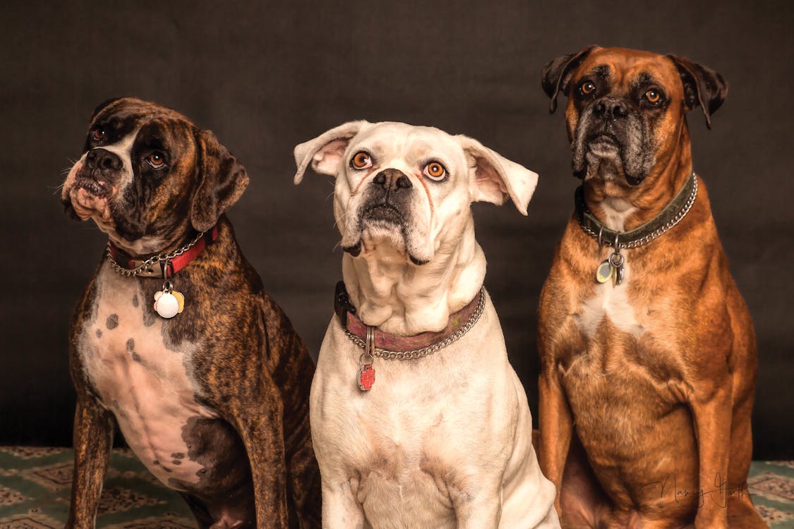 Köpek Irkları Hakkında Detaylı Bilgiler