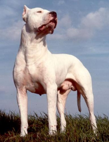 DogoArgentino