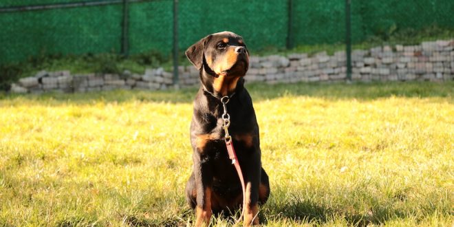 BAYRAMPAŞA Köpek Eğitimi BAYRAMPAŞA Köpek Eğitimi