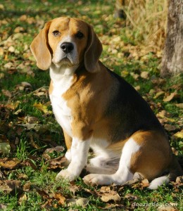 Beagle