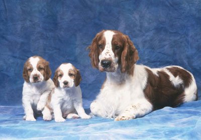 Welsh-Springer-Spaniel