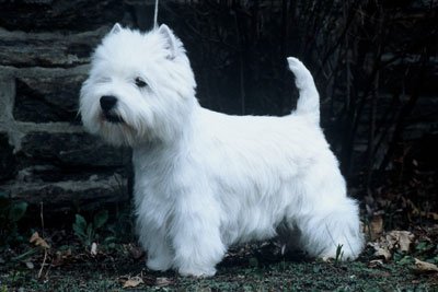 West-Highland-White-Terrier