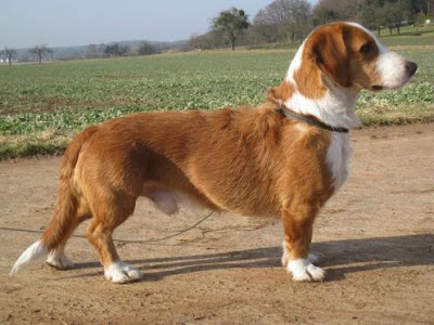 Westphalia-Basseti