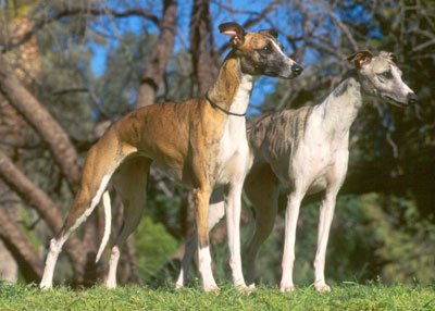 Whippet