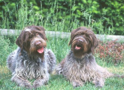 Wirehaired-Pointing-Griffon