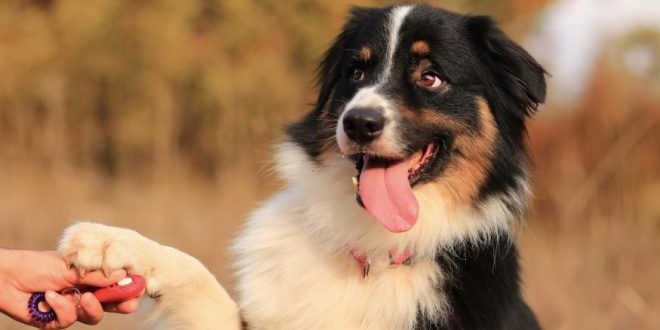 Bağcılar Köpek Eğitimi Bağcılar Köpek Eğitimi