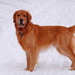 Golden Retriever Eğitimi