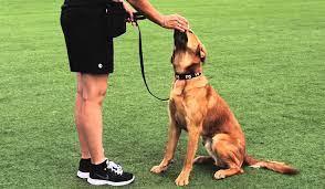 BAKIRKÖY KÖPEK EĞİTİM MERKEZİ BAKIRKÖY KÖPEK EĞİTİM MERKEZİ