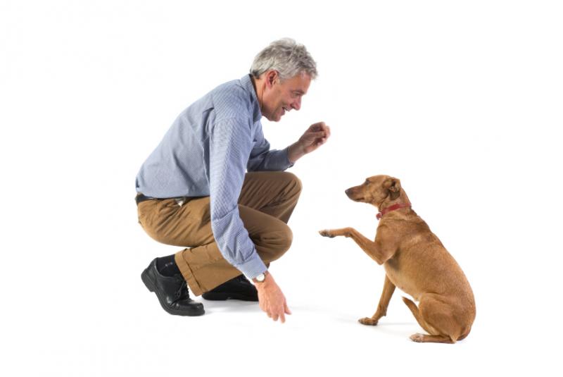 köpek-eğitimi