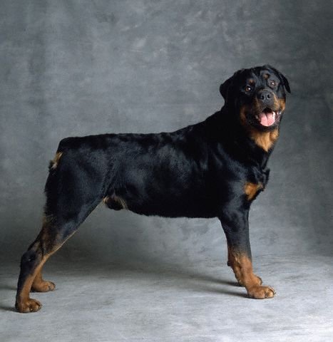 Rottweiler Ozellikleri Ve Rottweiler Bakimi Kopekegitimmerkezi Gen Tr