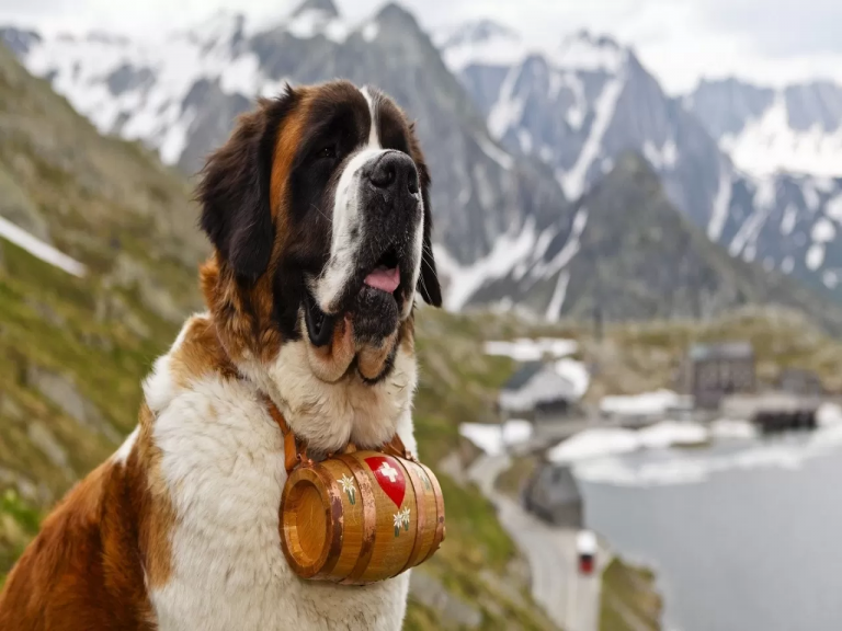Görünüşleriyle Korku Salan Vahşi Köpek Türleri kopekegitimmerkezi.gen.tr